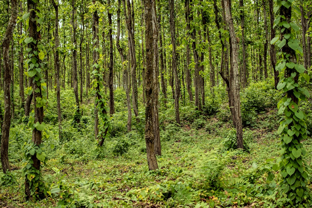 green grass and brown trees