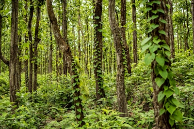 green trees and plants during daytime
