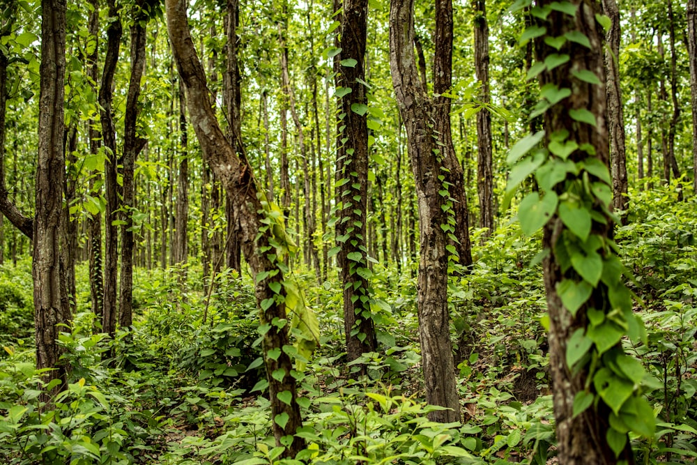 green trees and plants during daytime