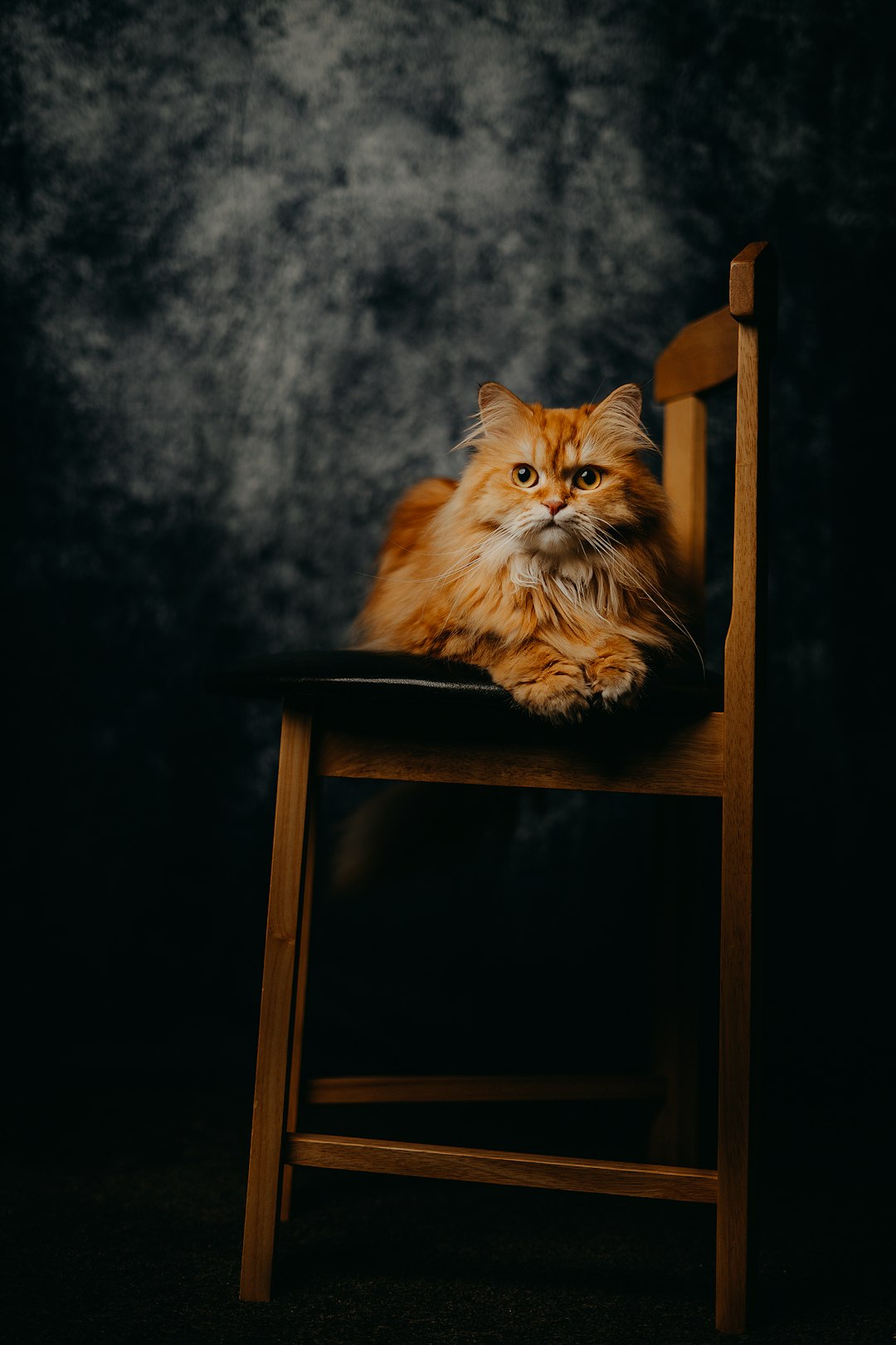 brown long fur cat on brown wooden chair
