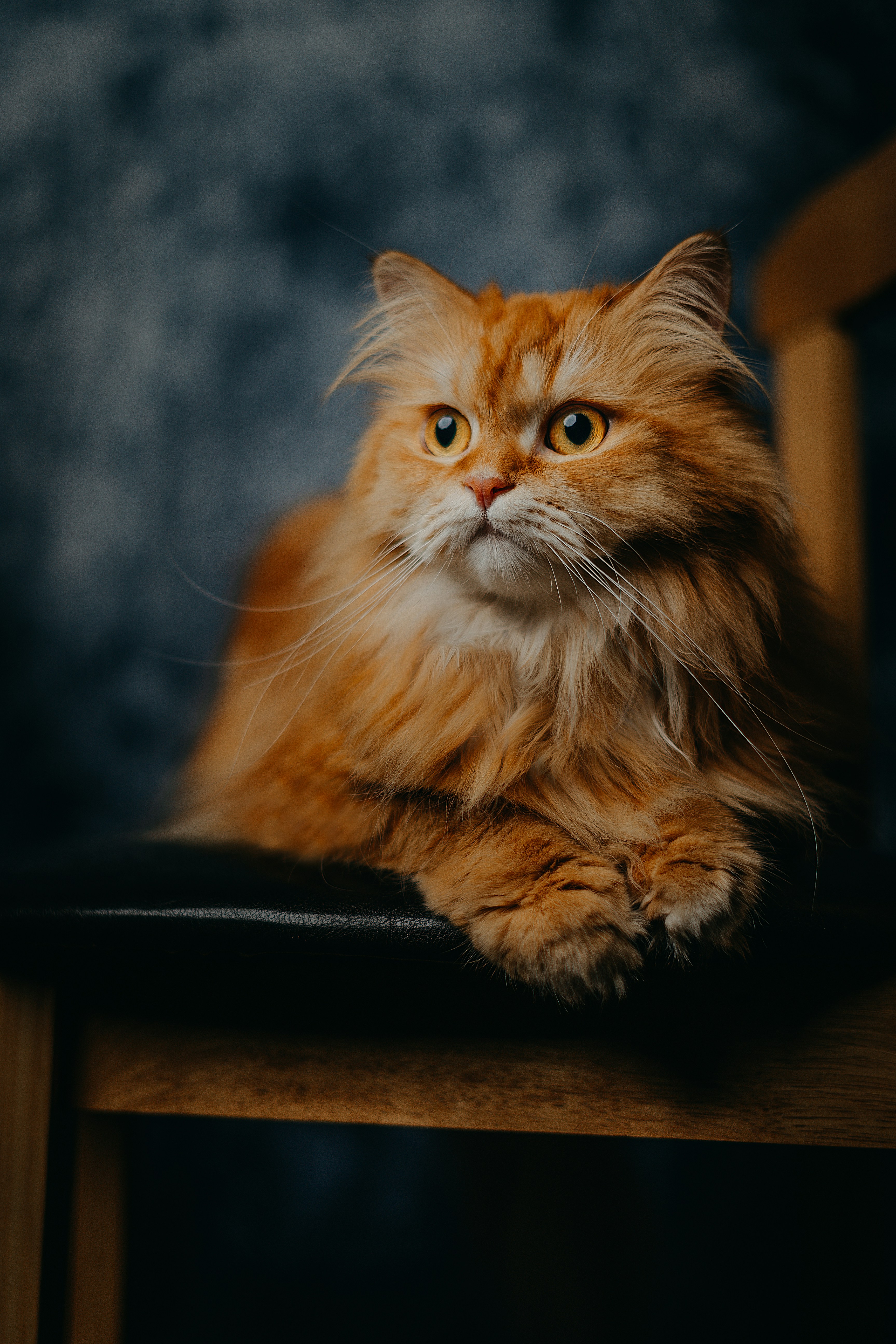 500 Ginger Cat Pictures Hd Download Free Images On Unsplash