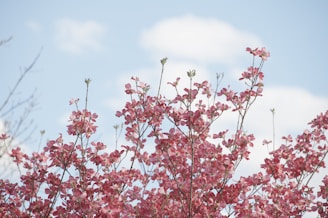 A serene scene of pink flowers blooming under a cloudy sky, symbolizing growth.