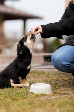 A small black and tan puppy sitting on the grass, eagerly reaching up to receive a treat from a person. The person is wearing a black jacket and blue jeans and is extending their hand towards the puppy. In the foreground, there is a white bowl on the ground. The background is slightly blurred, indicating an outdoor setting.