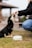 A small black and tan puppy sitting on the grass, eagerly reaching up to receive a treat from a person. The person is wearing a black jacket and blue jeans and is extending their hand towards the puppy. In the foreground, there is a white bowl on the ground. The background is slightly blurred, indicating an outdoor setting.