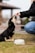 A small black and tan puppy sitting on the grass, eagerly reaching up to receive a treat from a person. The person is wearing a black jacket and blue jeans and is extending their hand towards the puppy. In the foreground, there is a white bowl on the ground. The background is slightly blurred, indicating an outdoor setting.