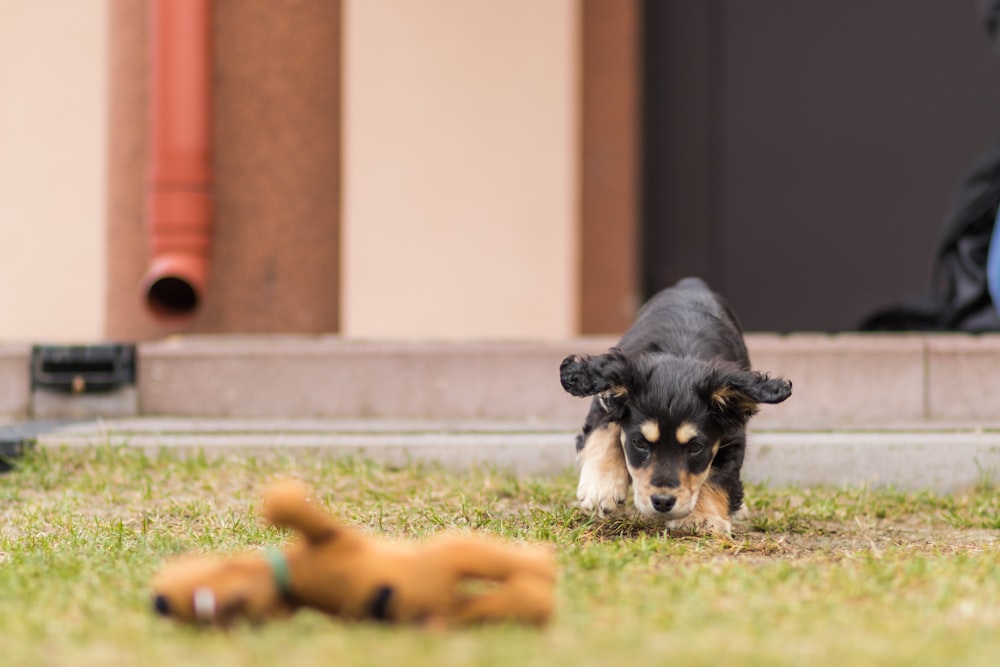 black and tan short coat small dog lying on green grass field during daytime