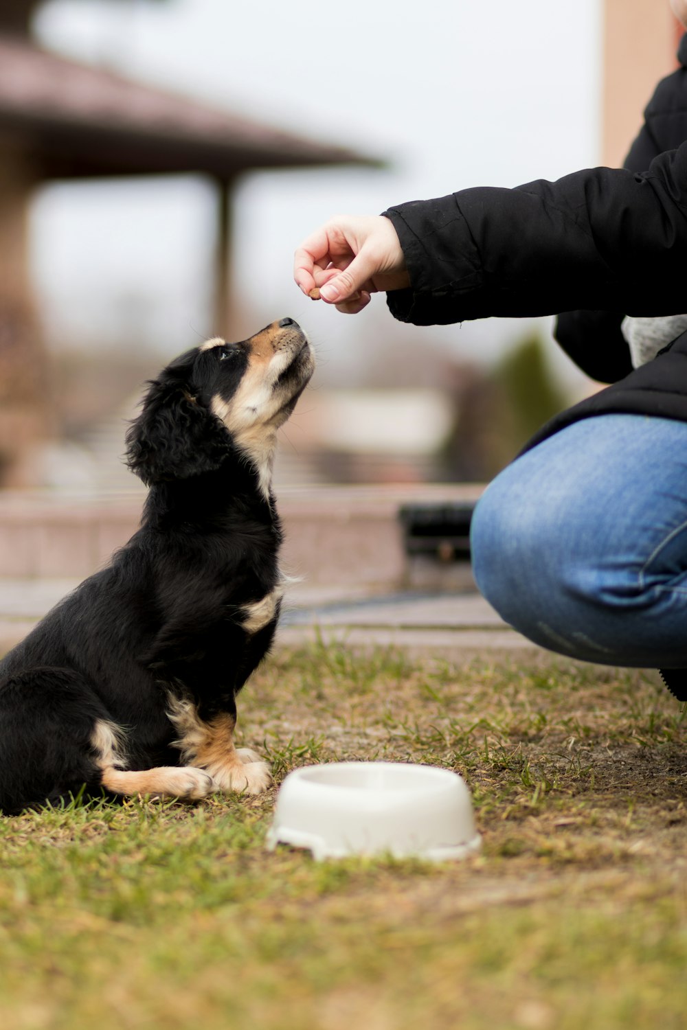 黒と白の短いコートの小型犬を抱いている青いデニムジーンズの人