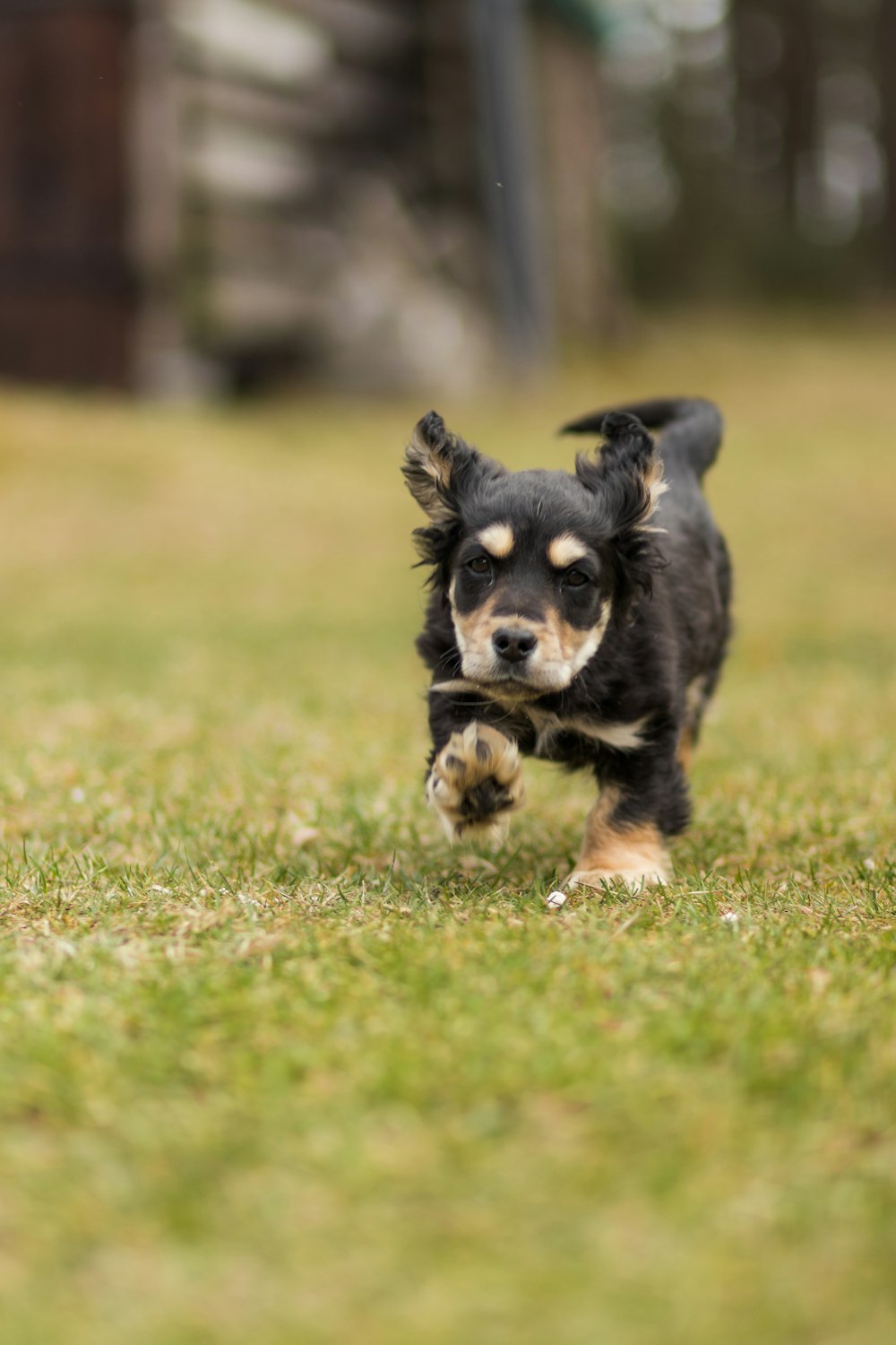 black and brown short coated puppy on green grass field during daytime