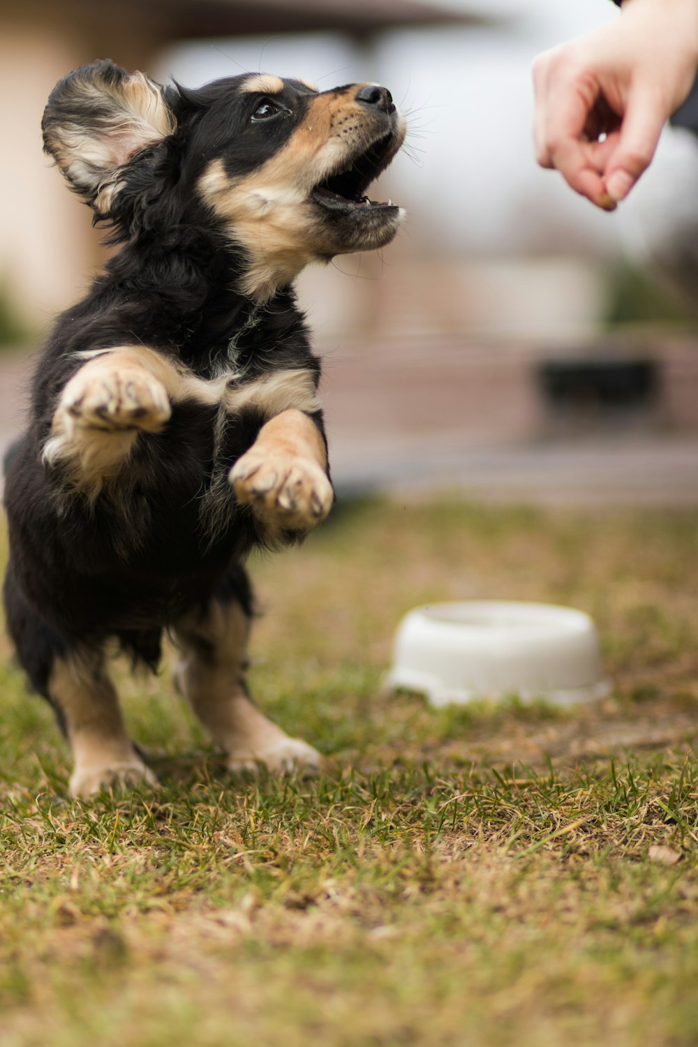 black and white short coated dog on green grass field during daytime