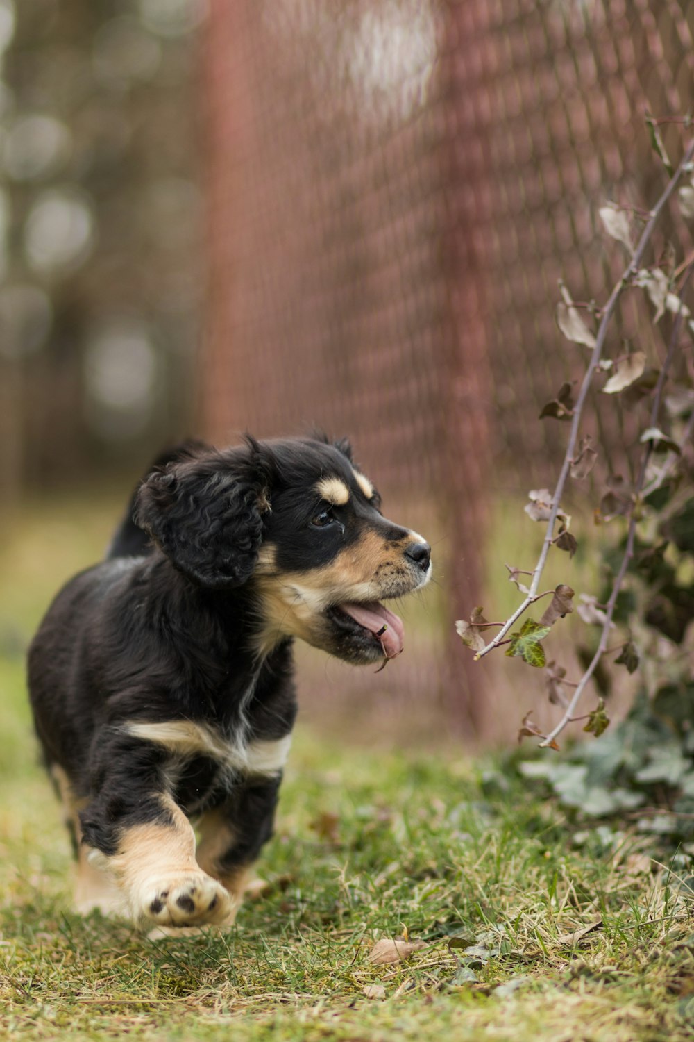 black and brown short coated dog on green grass during daytime