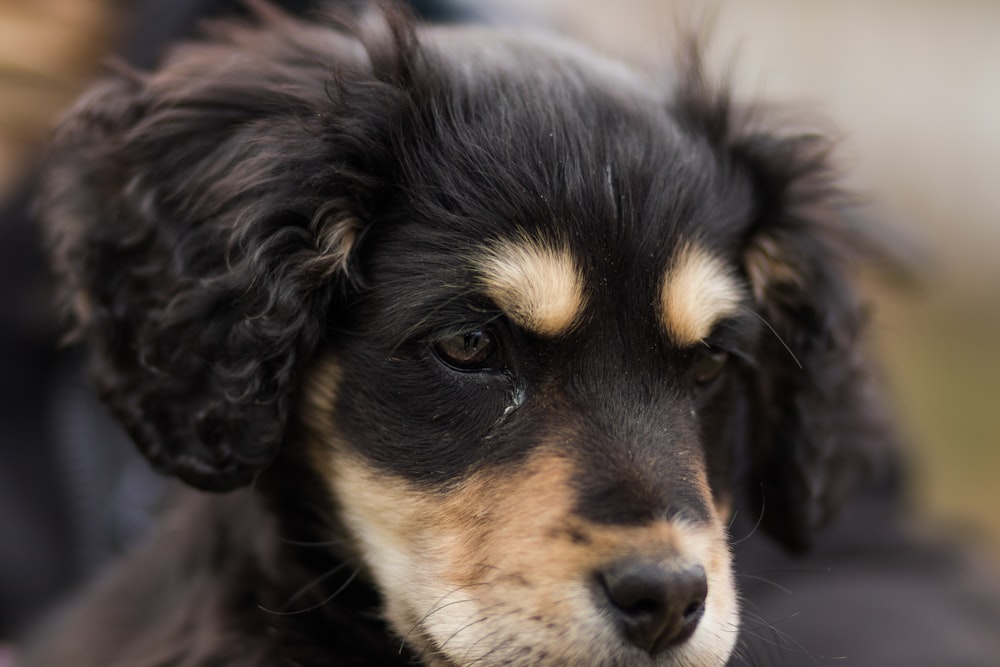 black and tan short coat medium dog