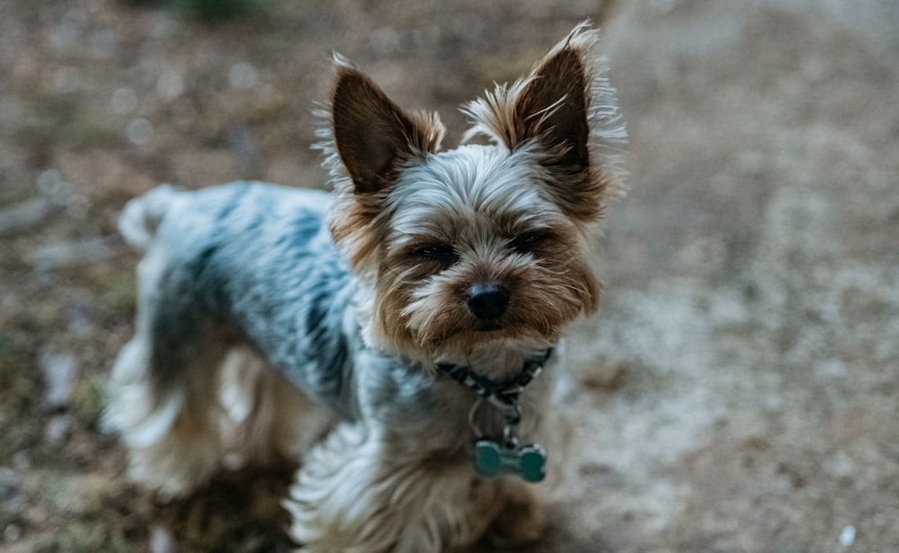 Brauner und grauer Yorkshire Terrier Welpe