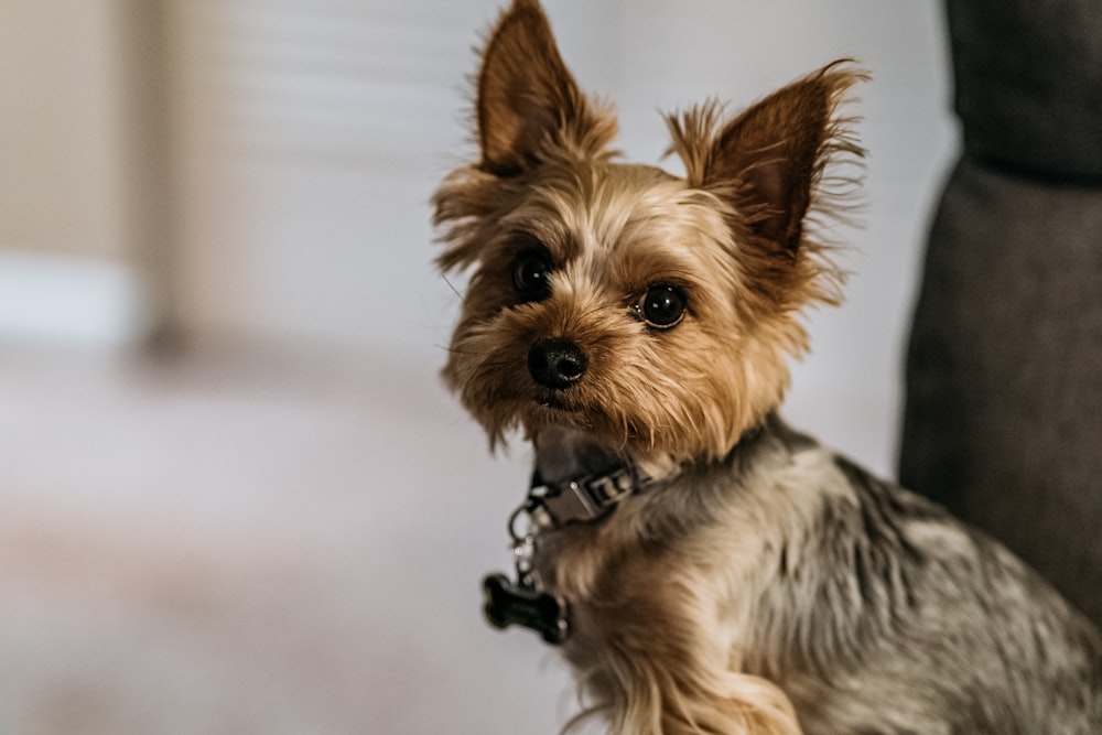 cachorro de Yorkshire Terrier marrón y negro