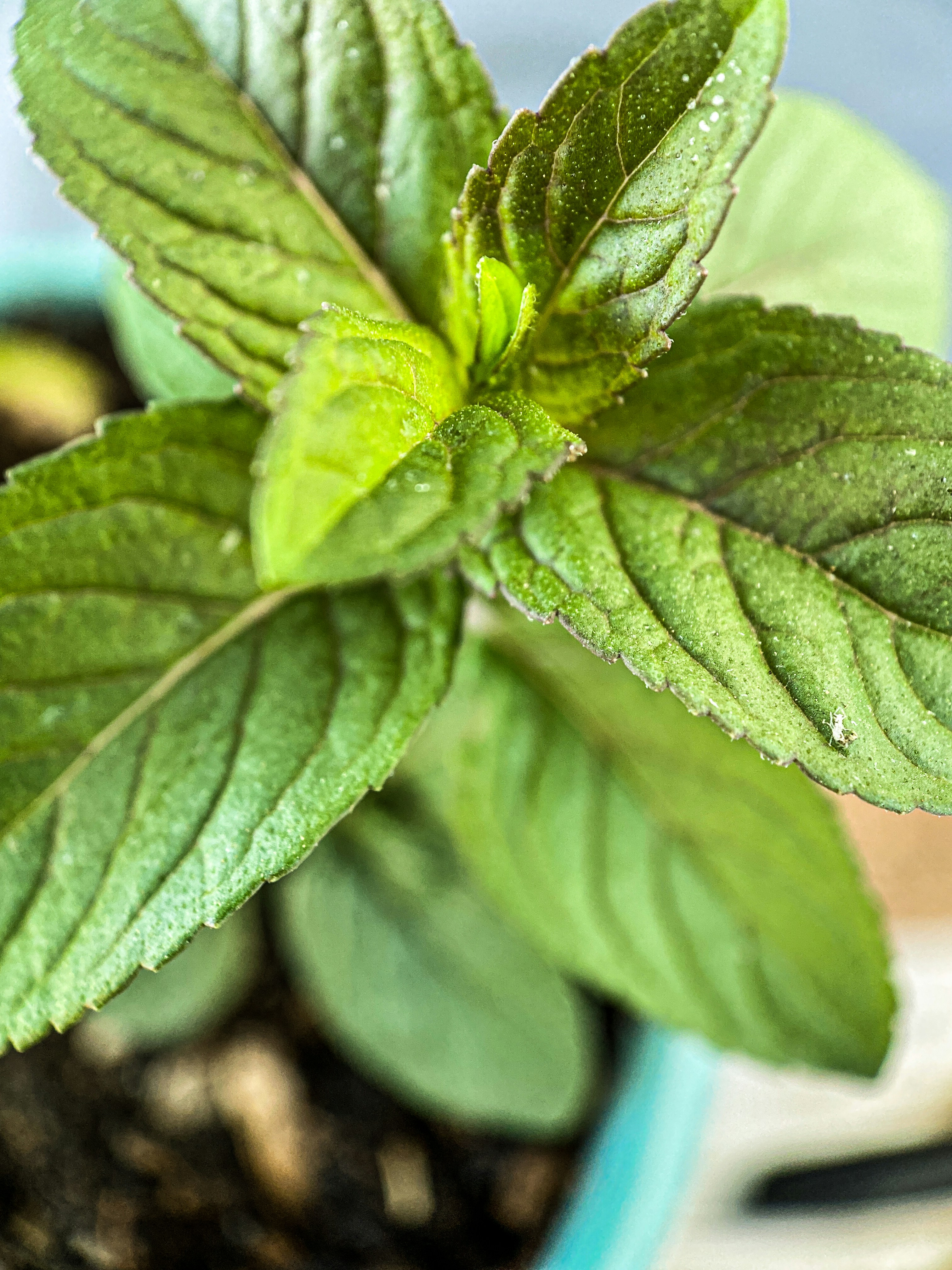 Fresh bright green mint sprigs with dew drops on leaves in a garden