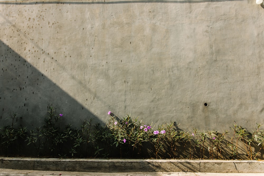 purple flower beside gray concrete wall