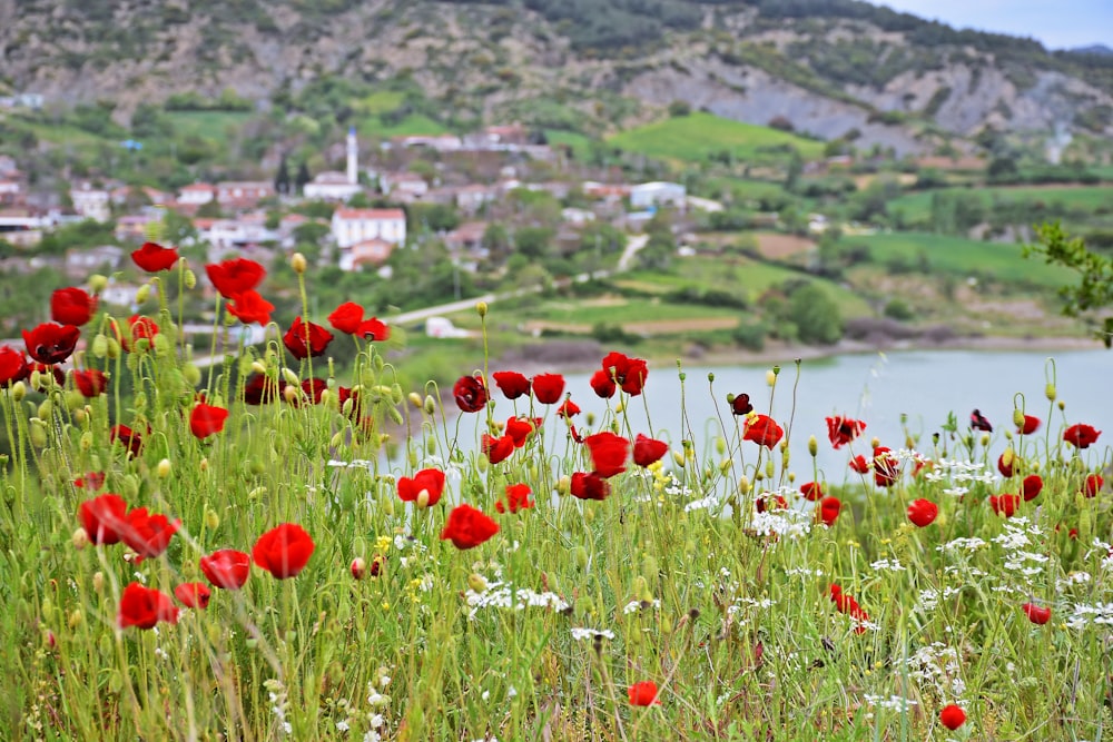 campo de flores vermelhas perto do lago durante o dia