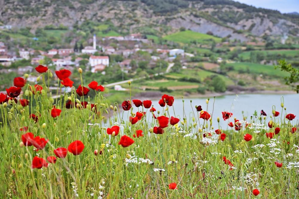 red flower field near lake during daytime