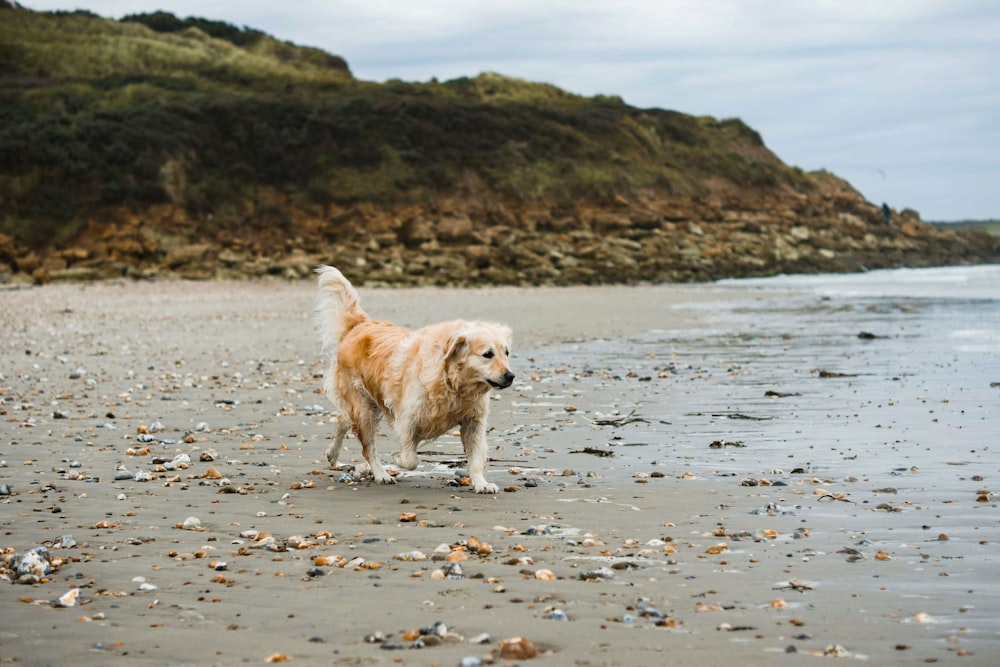 golden retriever running on the beach during daytime