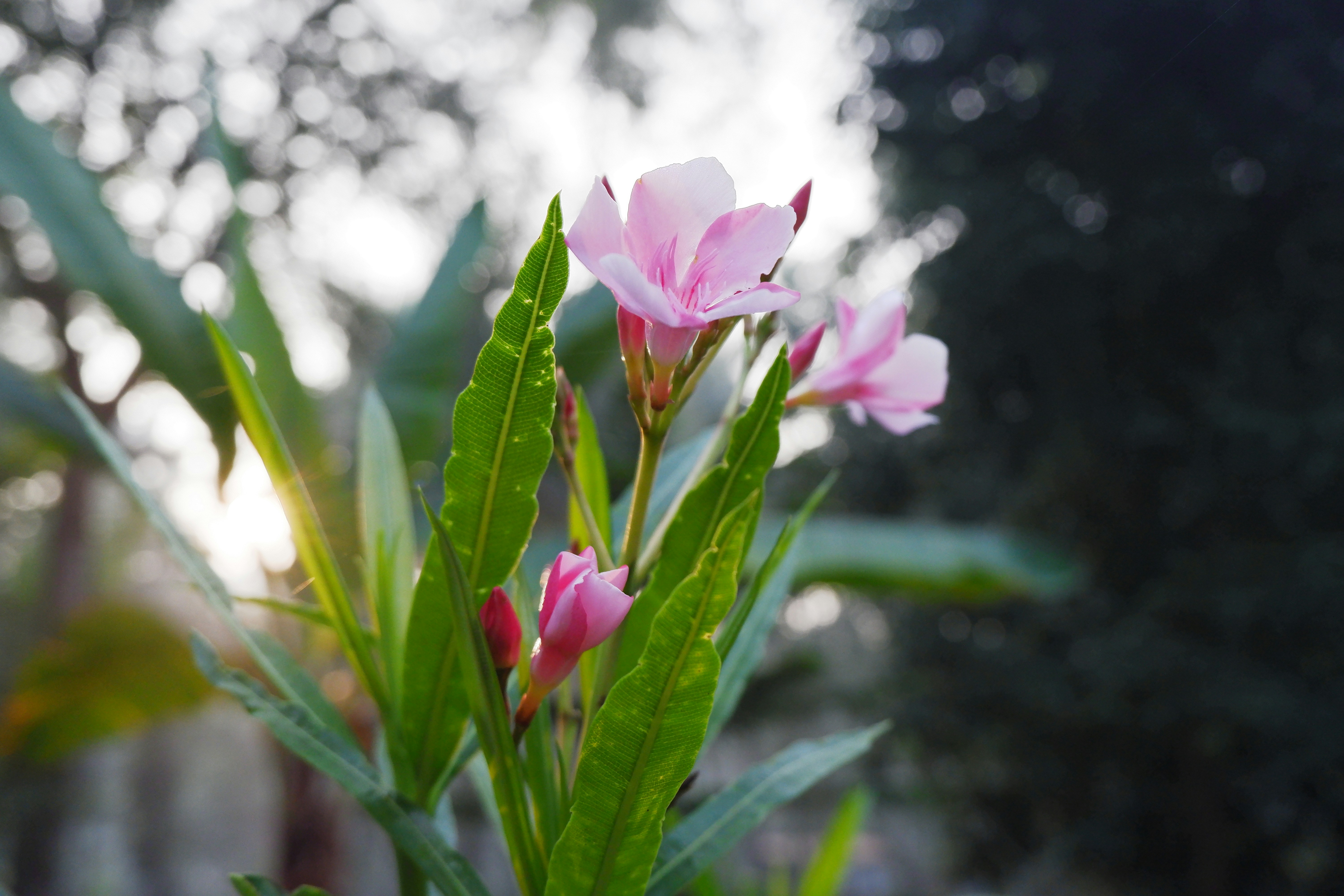 Photo by anandhudevaraj