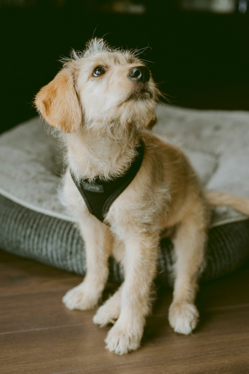 brown and white long coat small dog with black and white harness