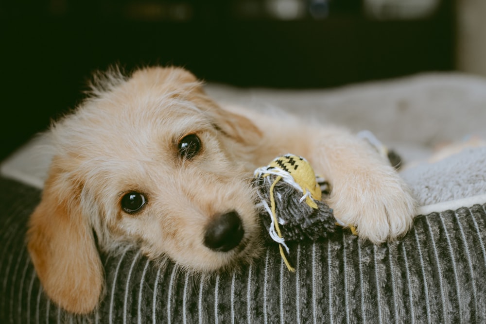 white short coated dog lying on black and white striped textile