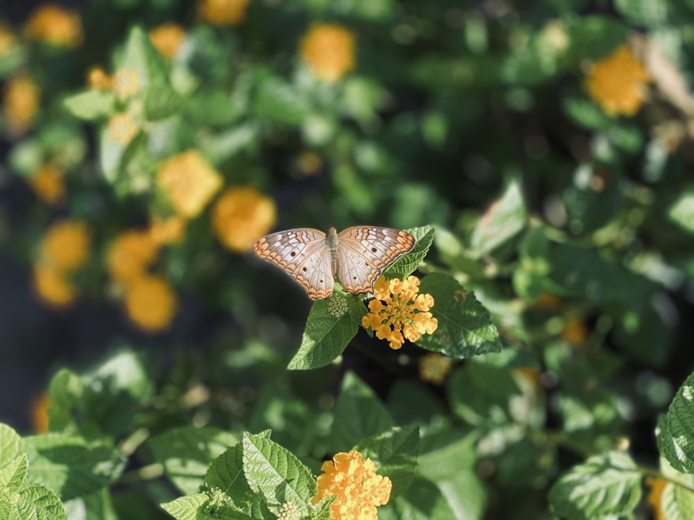 black and white butterfly on yellow flower