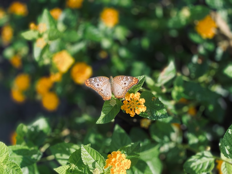 Demerara-Mahaica