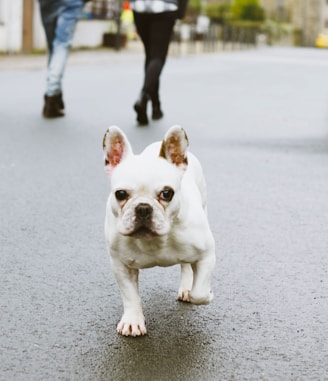 white and brown french bulldog puppy on gray concrete road during daytime