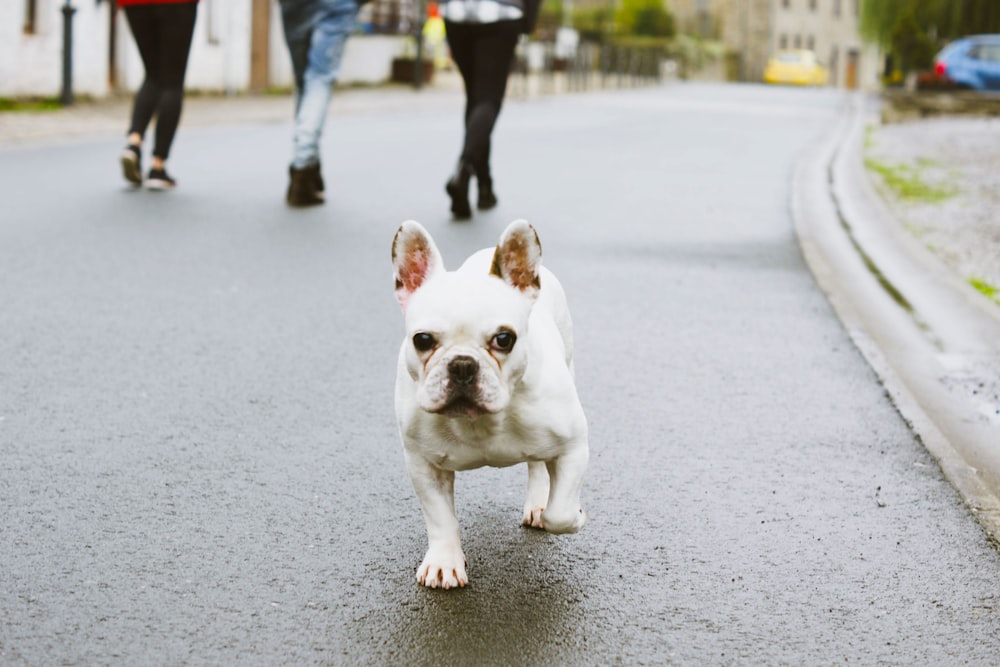 filhote de buldogue francês branco e marrom na estrada de concreto cinza durante o dia