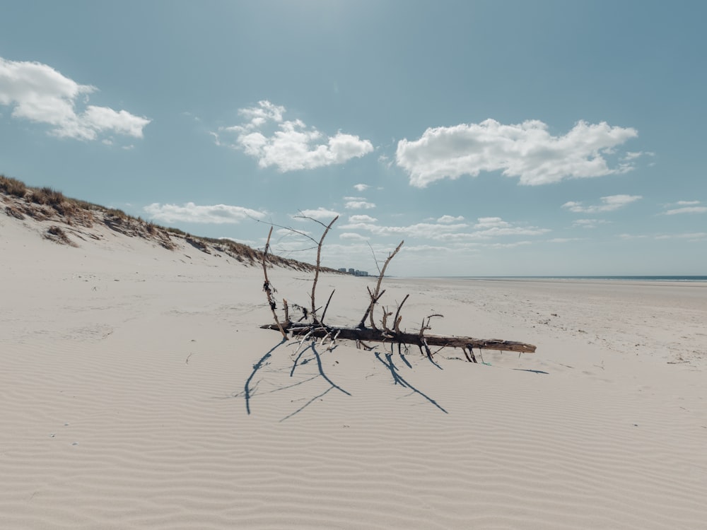 rama de árbol de madera marrón en arena marrón bajo el cielo azul durante el día