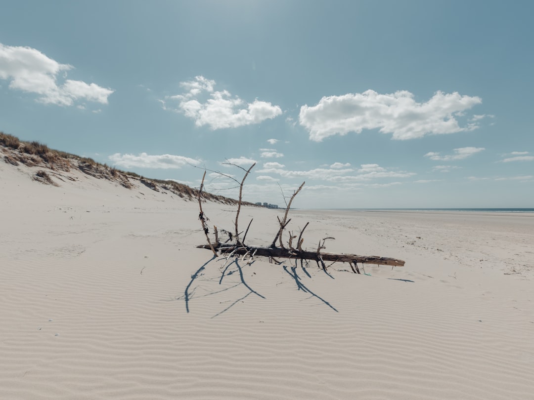 brown wooden tree branch on brown sand under blue sky during daytime
