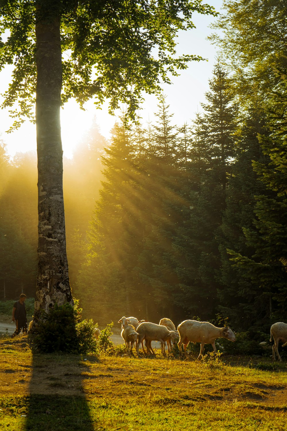 herd of sheep on forest during daytime