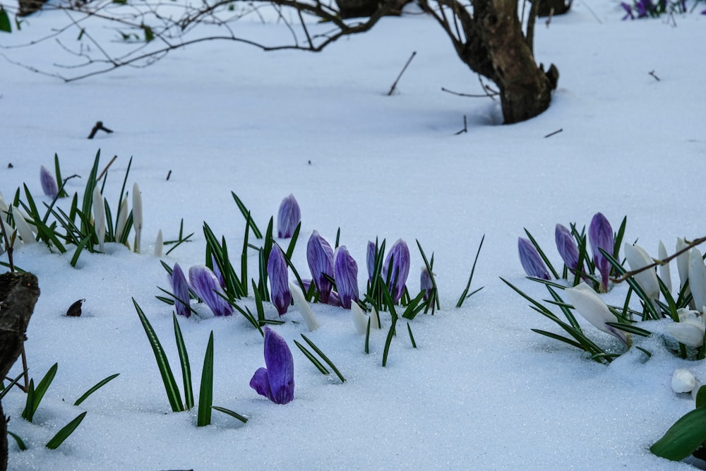 purple flower on snow covered ground