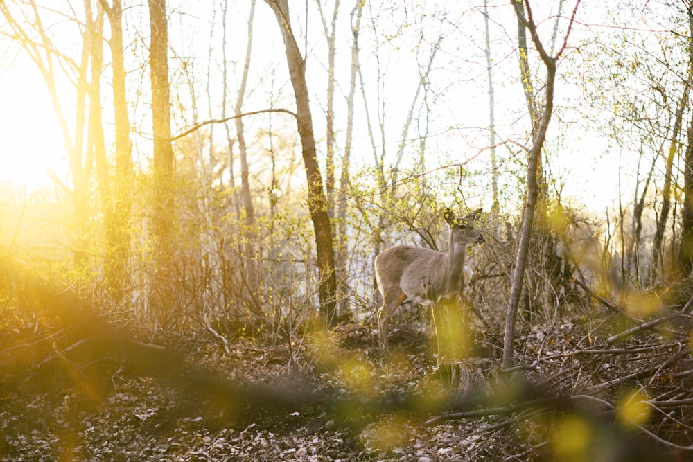 brown deer on forest during daytime