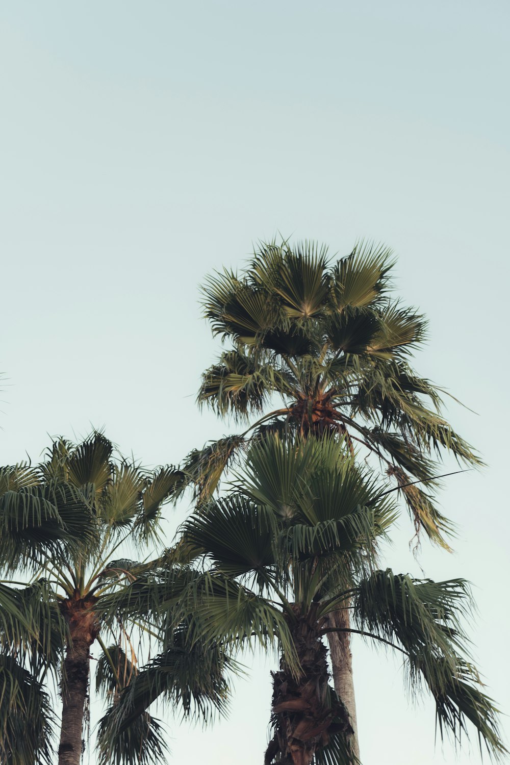 green palm tree under white sky during daytime