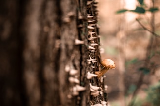 Close-up view of a tree trunk with small mushrooms growing on it. The background is softly blurred, suggesting a forest setting, and there is a singular larger mushroom in the center of the frame. The texture of the bark and the arrangement of the fungi create a natural, organic scene.