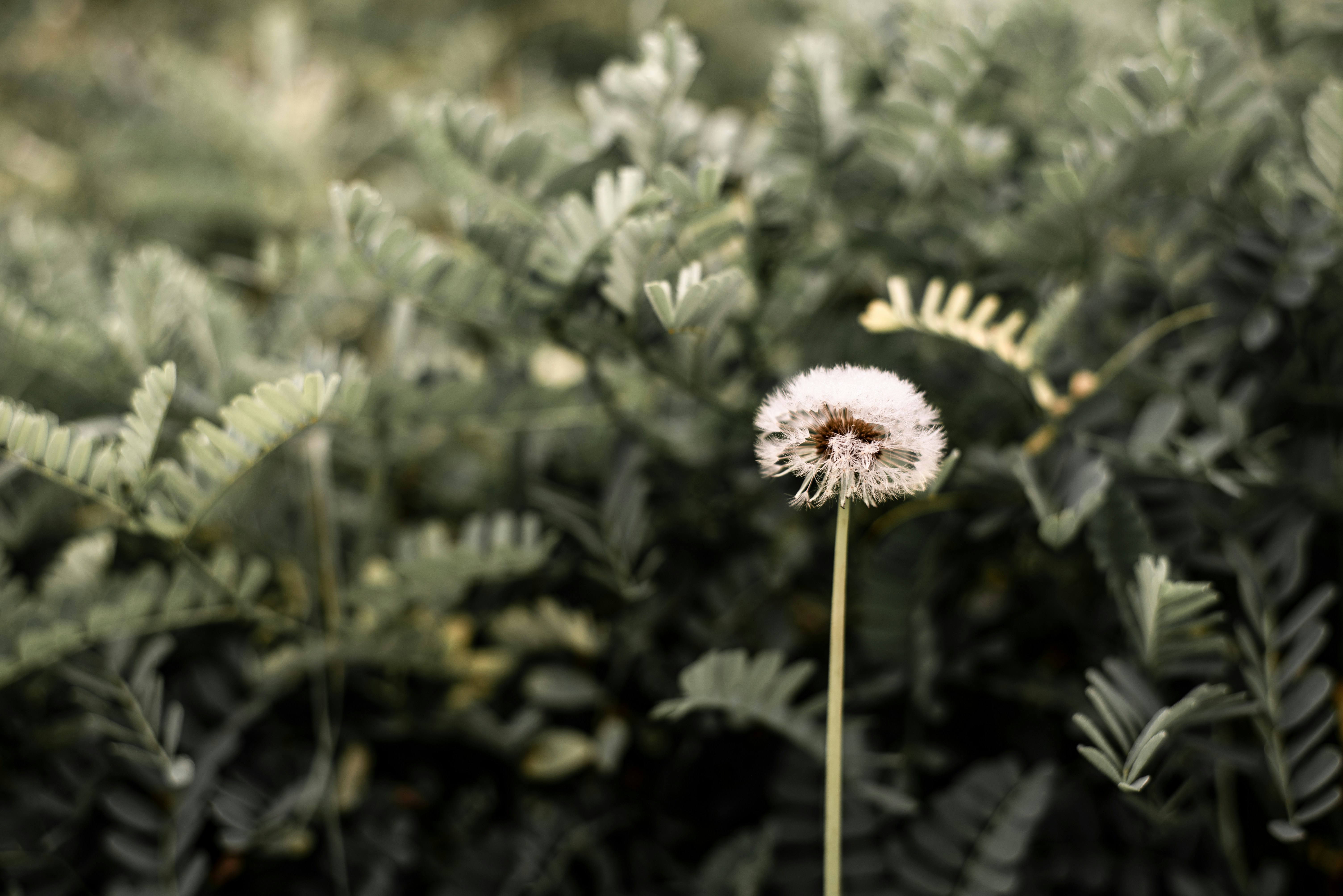 Photo by ottawagraphics