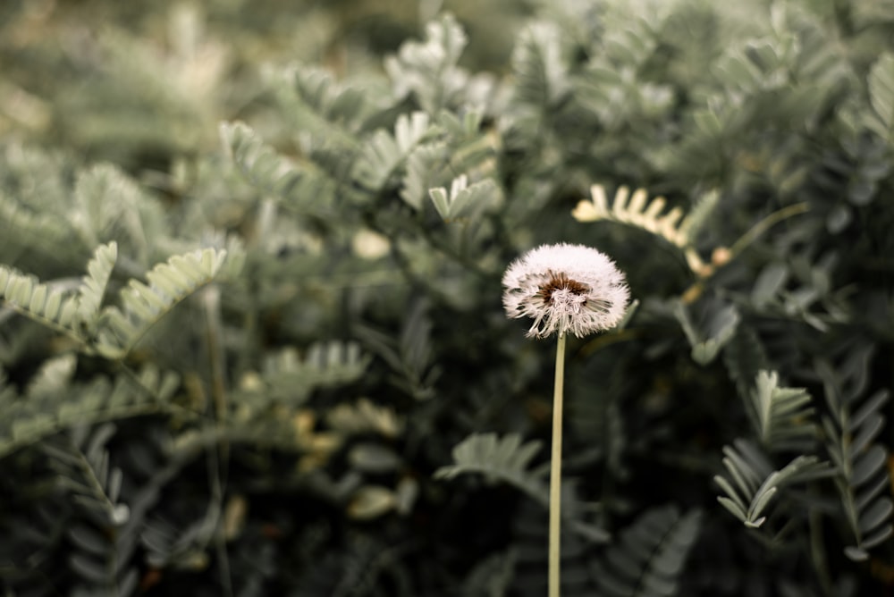 white flower in tilt shift lens