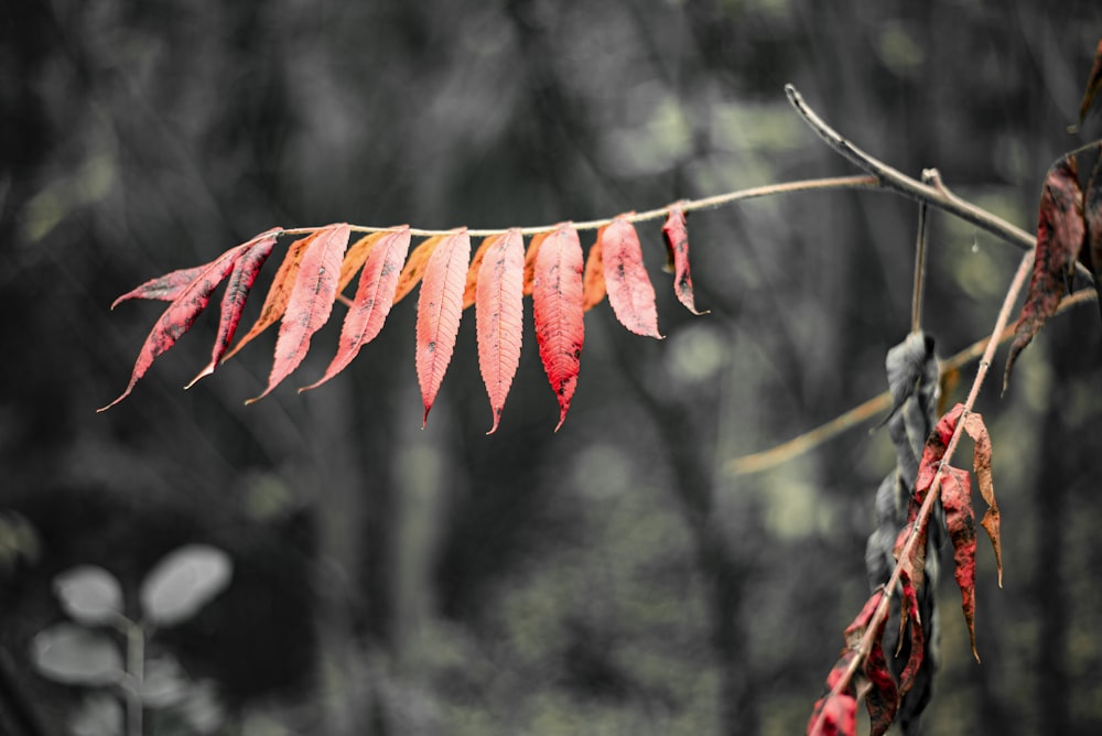 red leaf plant in close up photography