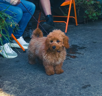 A fluffy brown puppy stands on a concrete ground, looking directly at the camera. The dog has curly fur and a bushy tail. Nearby, two people are seated on orange chairs, with their legs partially visible. One person is holding the puppy's leash. Green leafy plants are visible at the edge of the image.