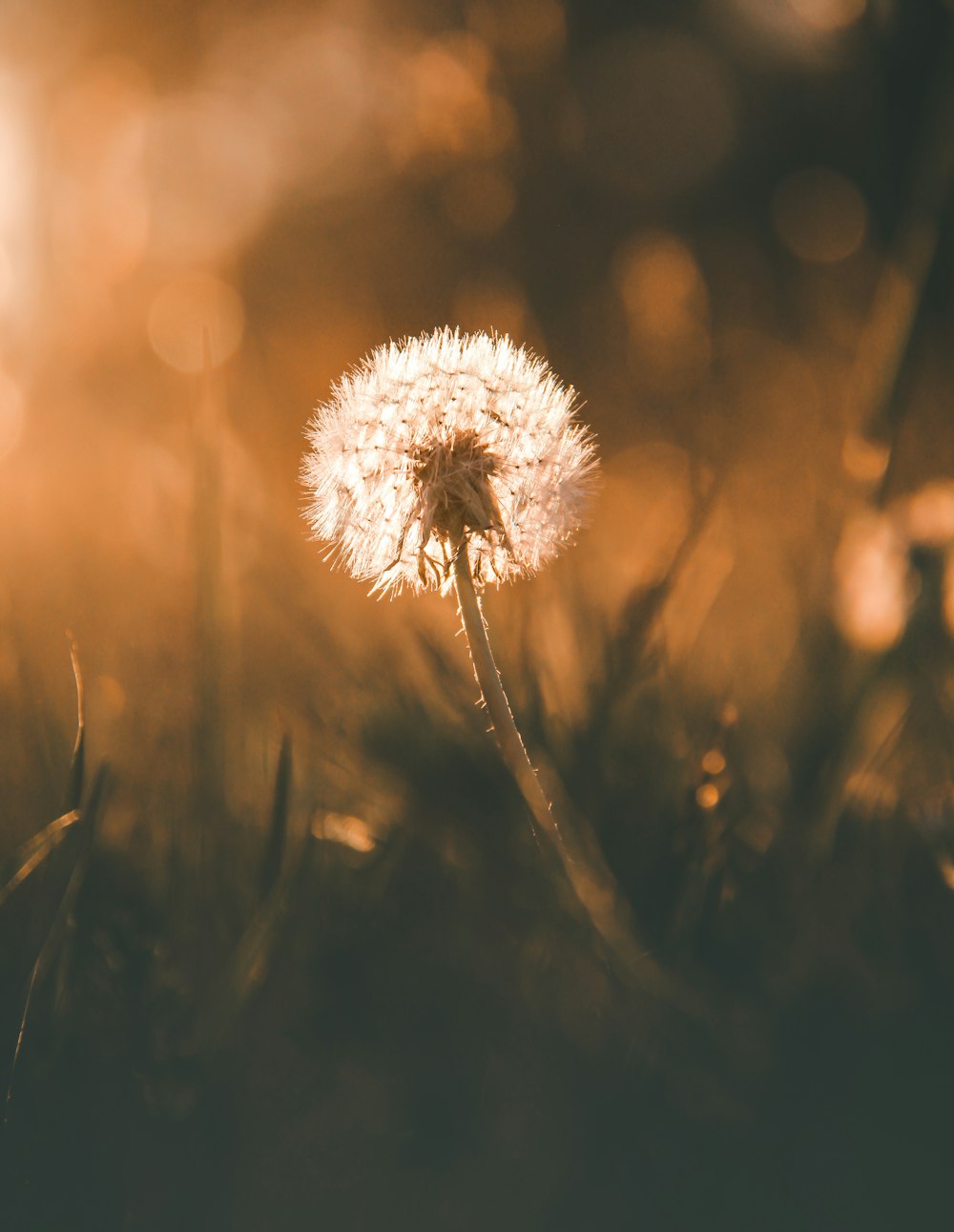 white dandelion in close up photography