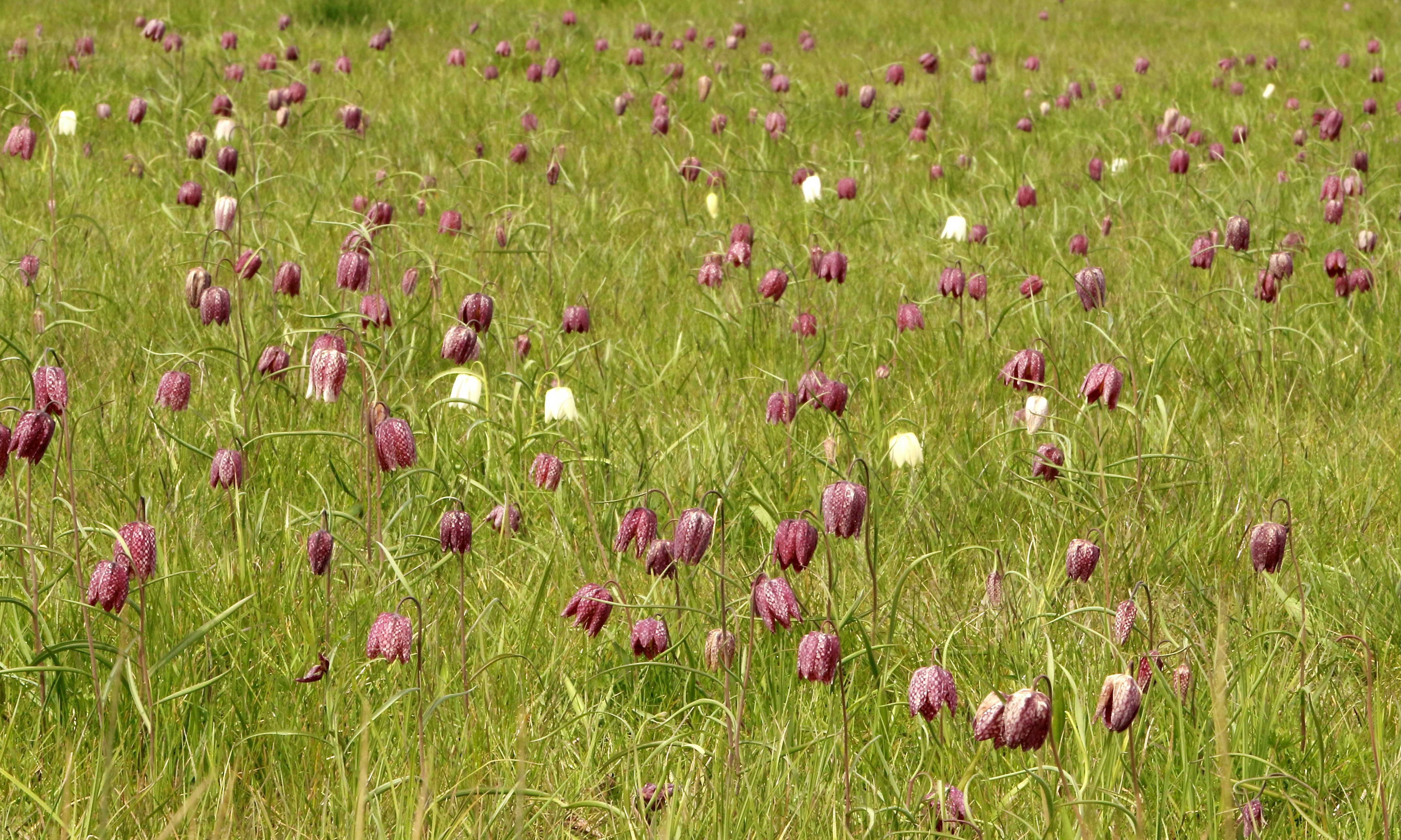 A field of blooming lilies representing purity and renewal