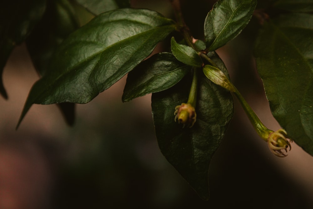 abeille jaune et noire sur feuille verte