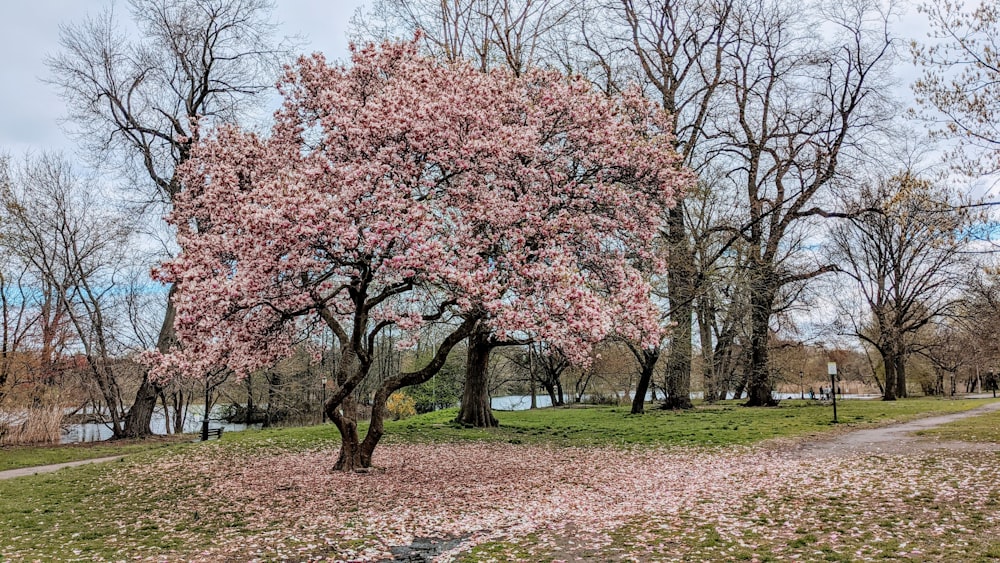 pink cherry blossom trees on green grass field during daytime
