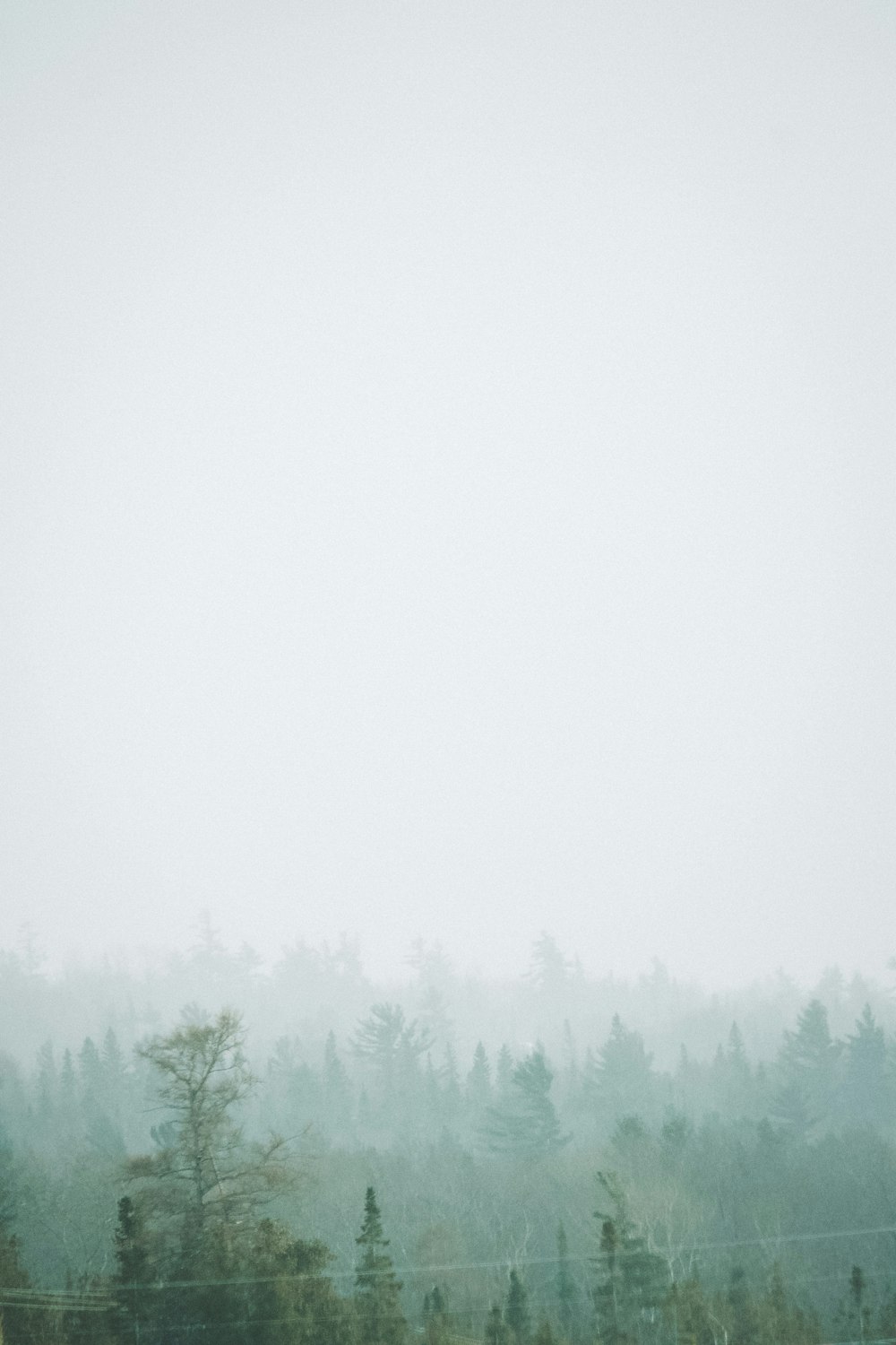 green trees covered with fog