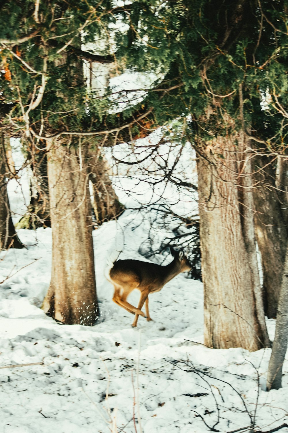 brown deer standing on snow covered ground during daytime