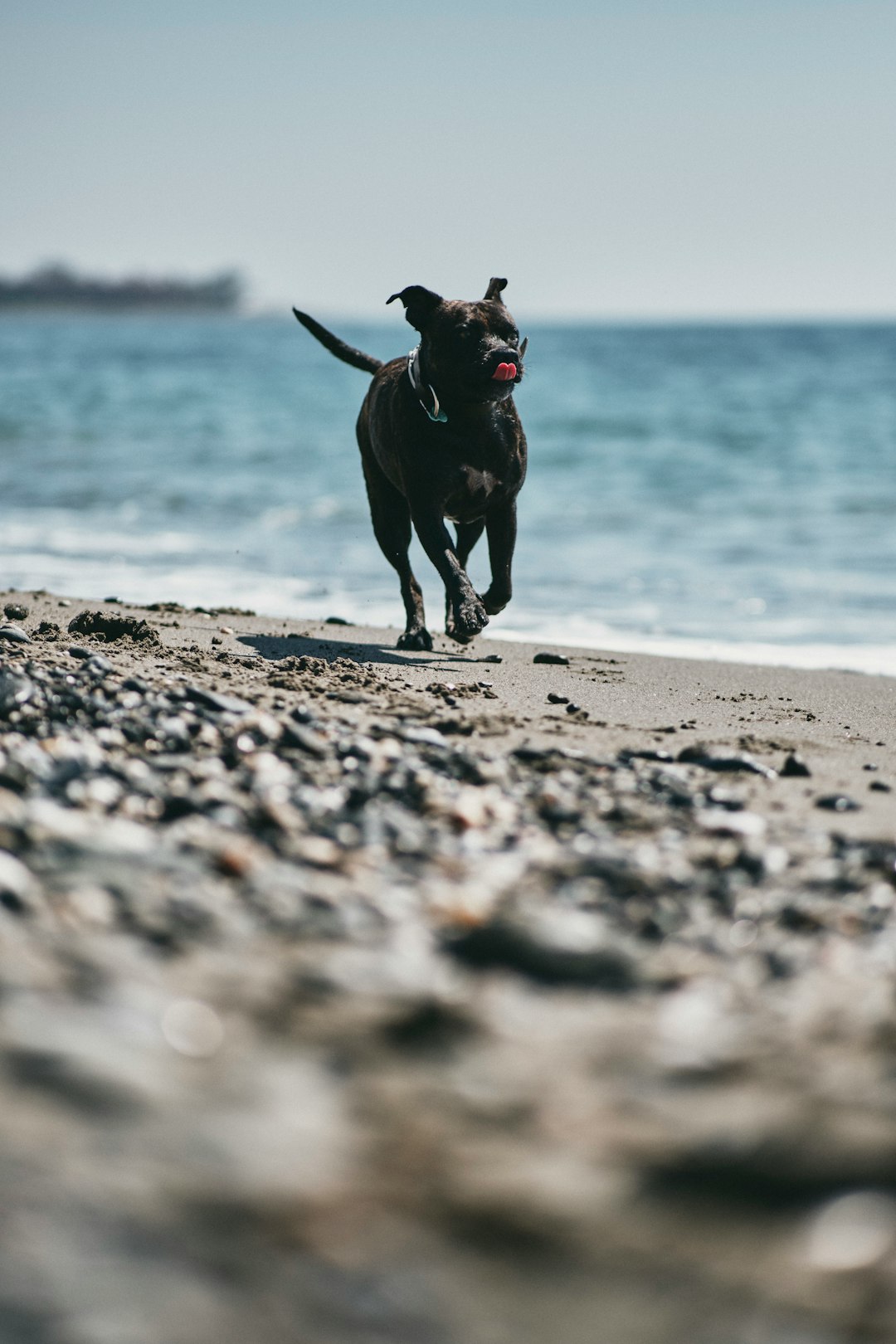black short coat medium dog on beach during daytime