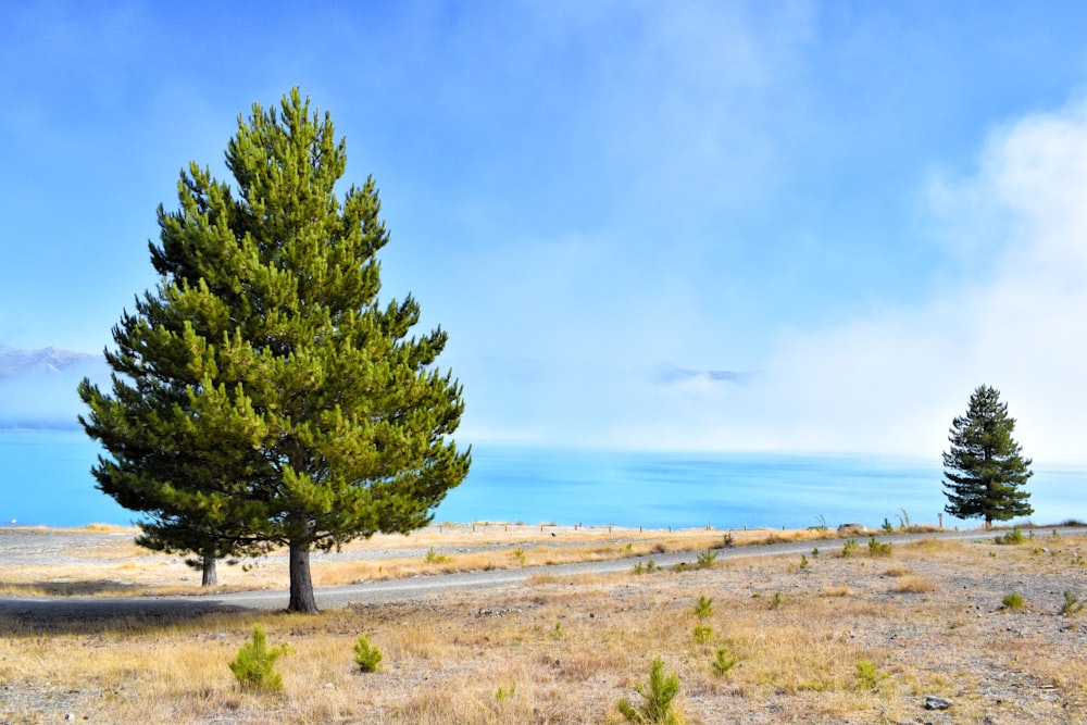 Arbre vert sur un champ brun près d’un plan d’eau pendant la journée