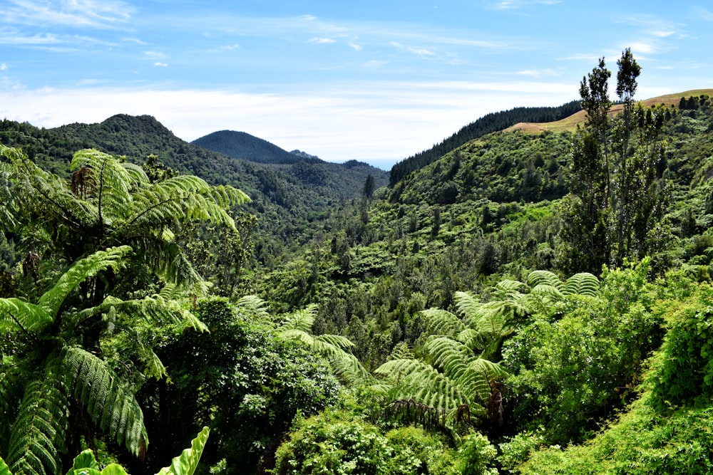 green trees on mountain under blue sky during daytime