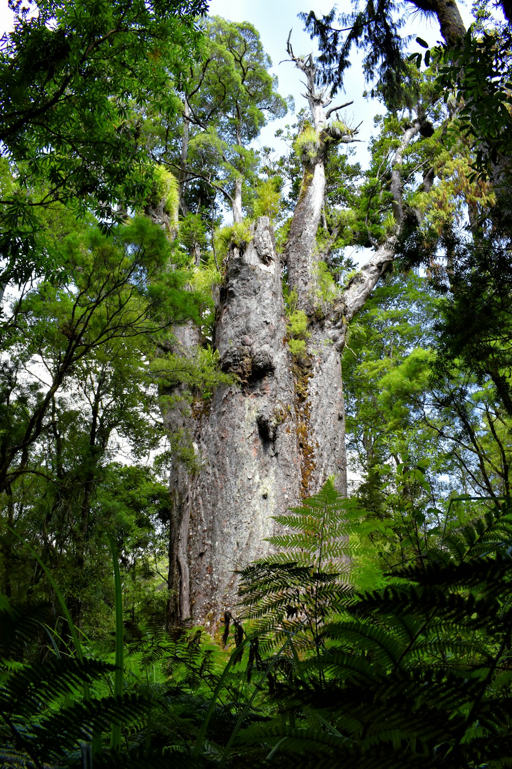 green tree with white flowers